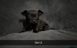 Chorkie dogs for sale: For sale  - Advert 8