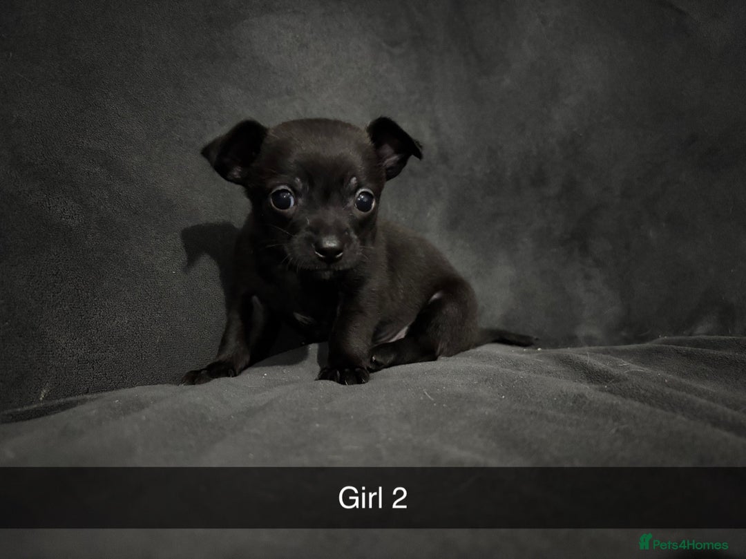 Chorkie dogs for sale: For sale  - Advert 8