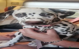 Dalmatian dogs for sale: Dalmatian - Image 3