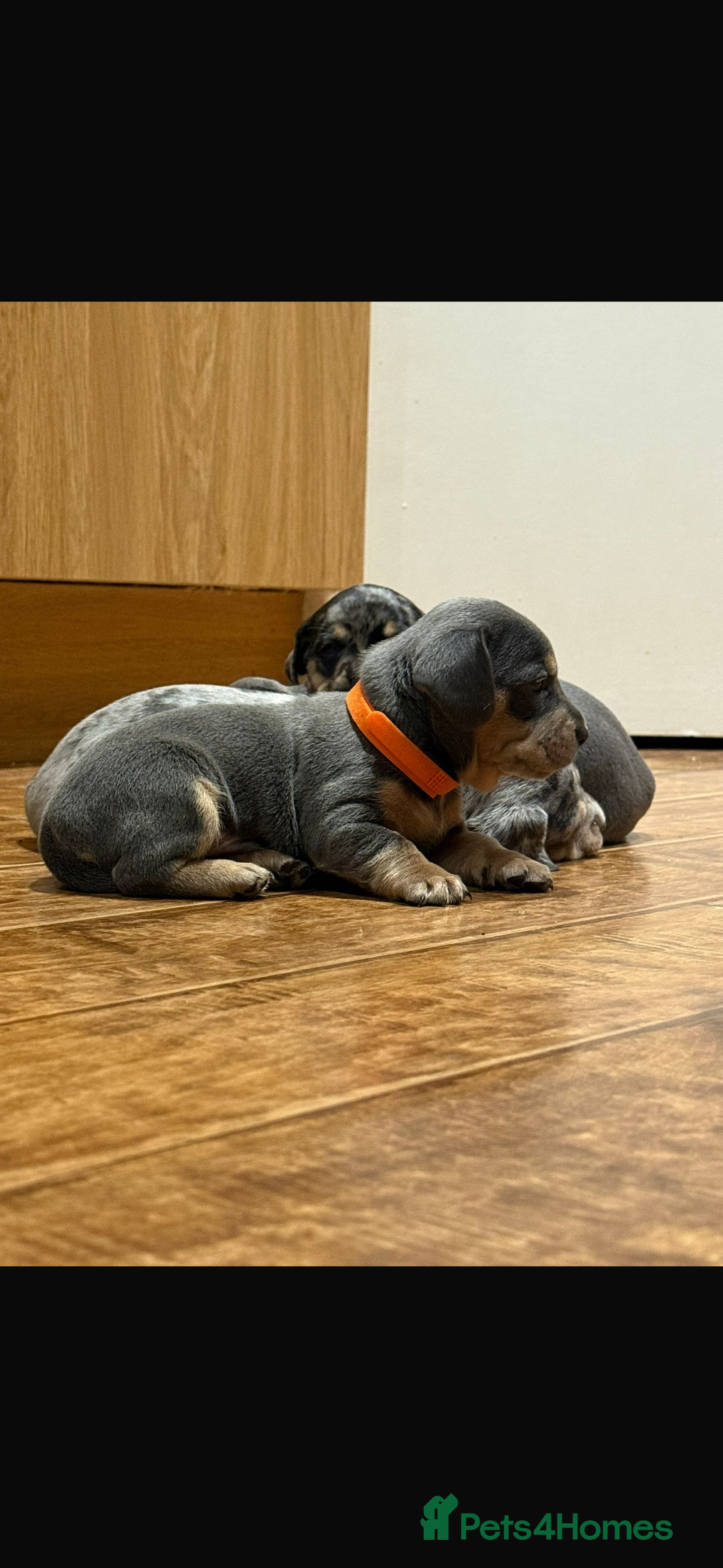 Mixed Breed dogs for sale: 🐾 Beautiful French Bull Weiners 🐾  - Advert 4