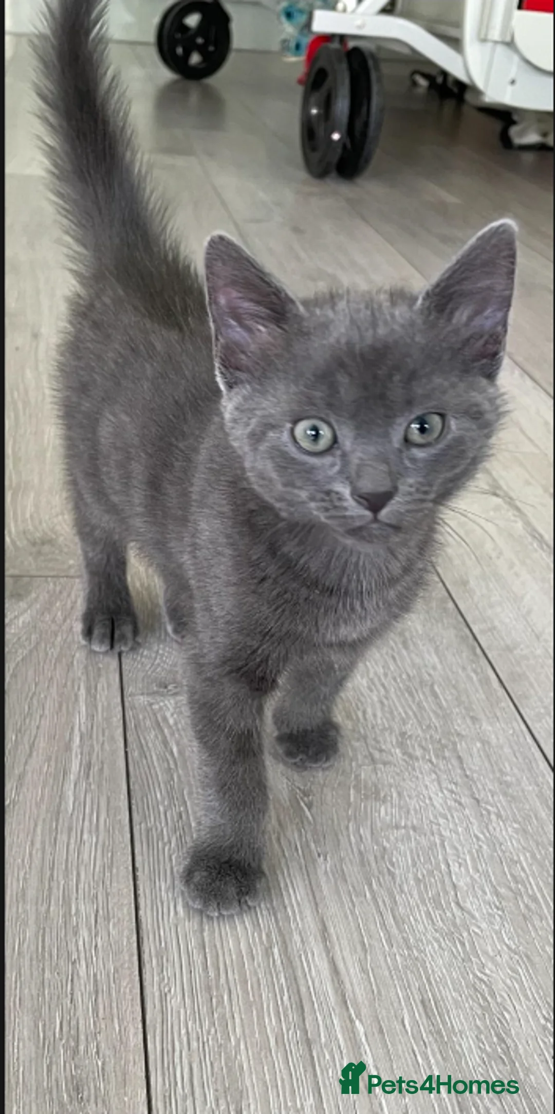 British Shorthair cats for sale: 4 Adorable little guys in Orpington - Advert 2