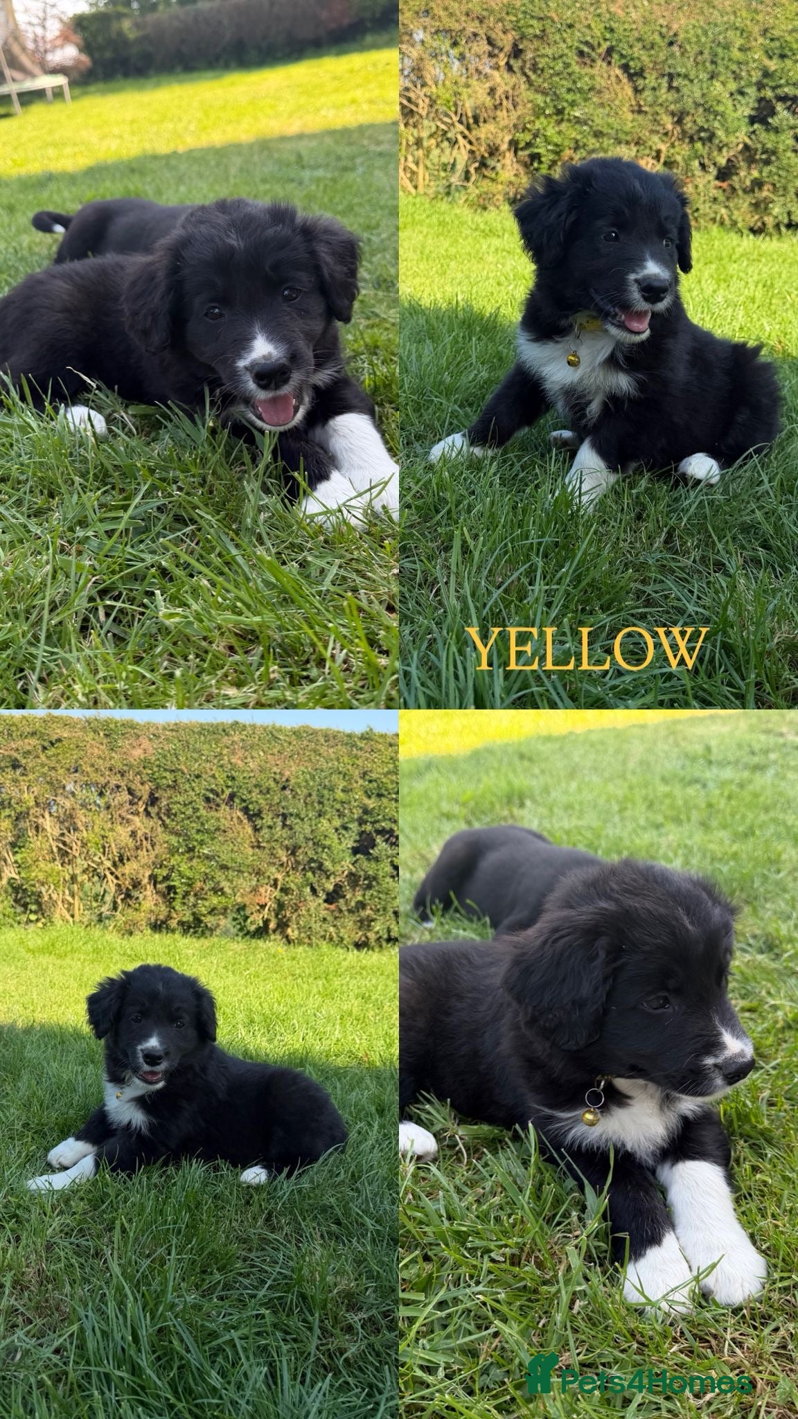 Mixed Breed dogs Border Collie Fluffy Puppies - Advert 2