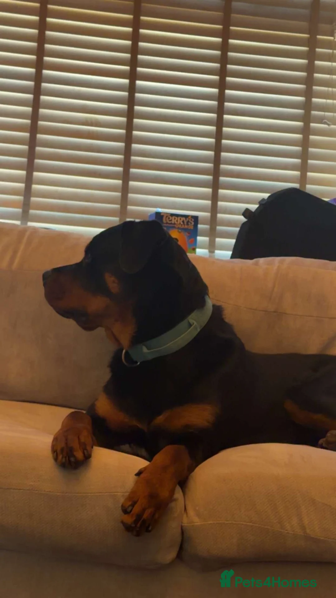 Rottweiler dogs for sale: 1 year old Rottweiler  - Advert 7