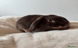Mini Lop rabbits for sale: 🍫 Beautiful chocolate otter mini lop 👀 🏡  - Image 1