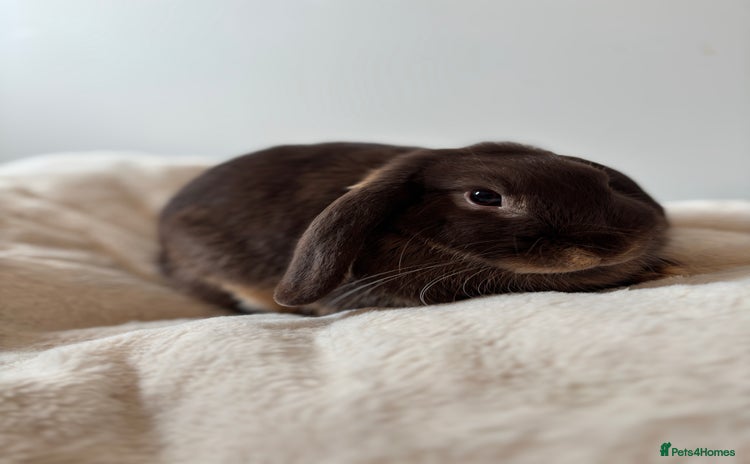 Mini Lop rabbits - Advert 14