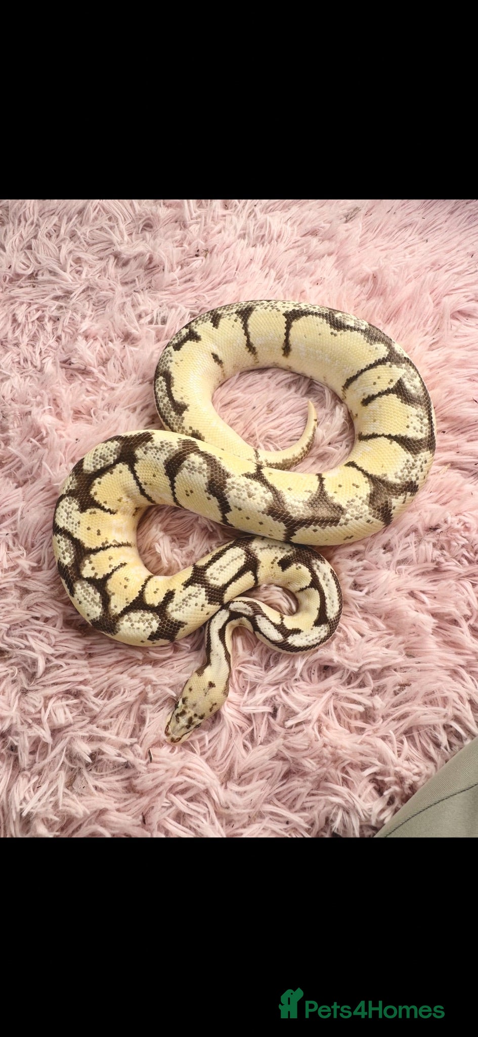 Python Snake reptiles 4 friendly Ball Royal Python sale - Advert 18