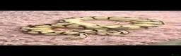 Python Snake reptiles for sale: 1 friendly Ball Royal Python sale - Advert 4