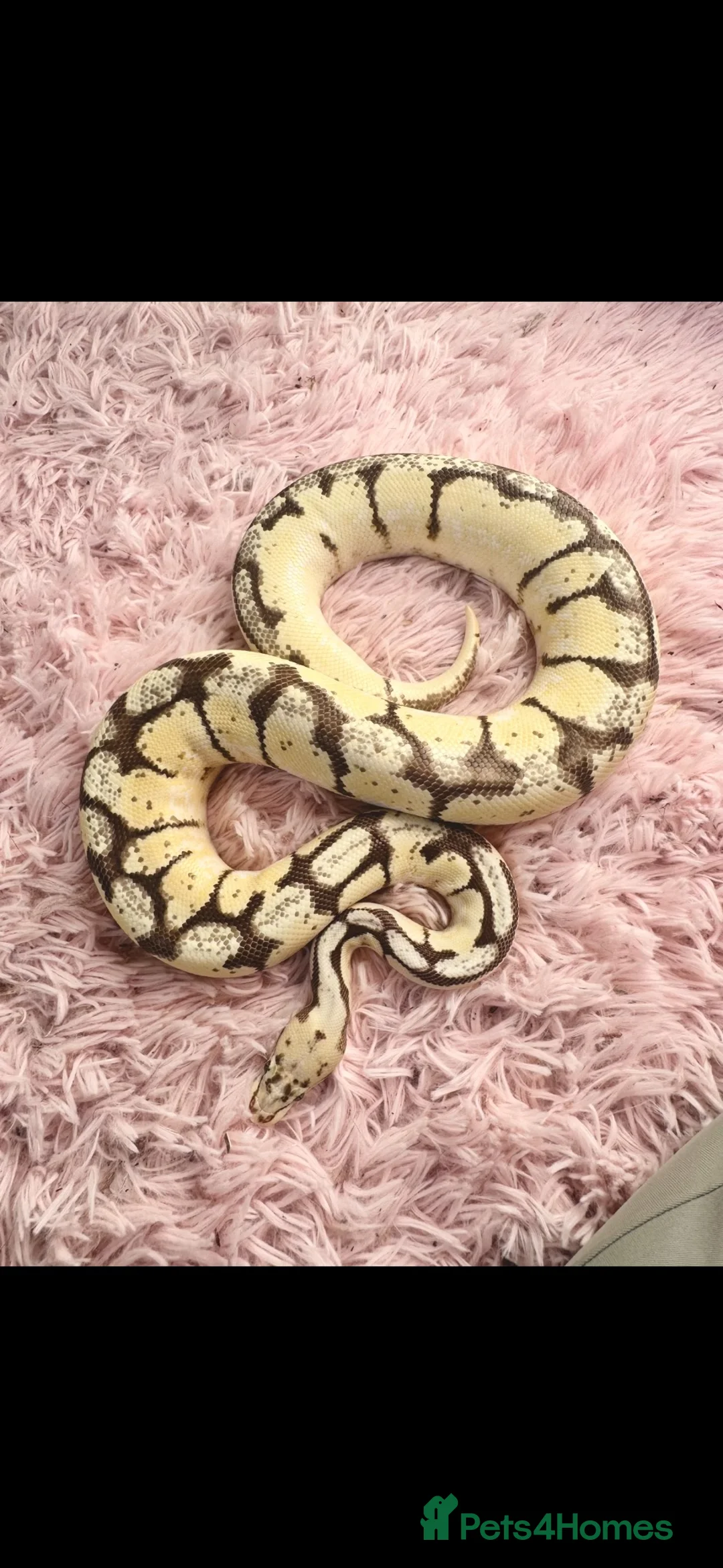 Python Snake reptiles for sale: 1 friendly Ball Royal Python sale - Advert 4