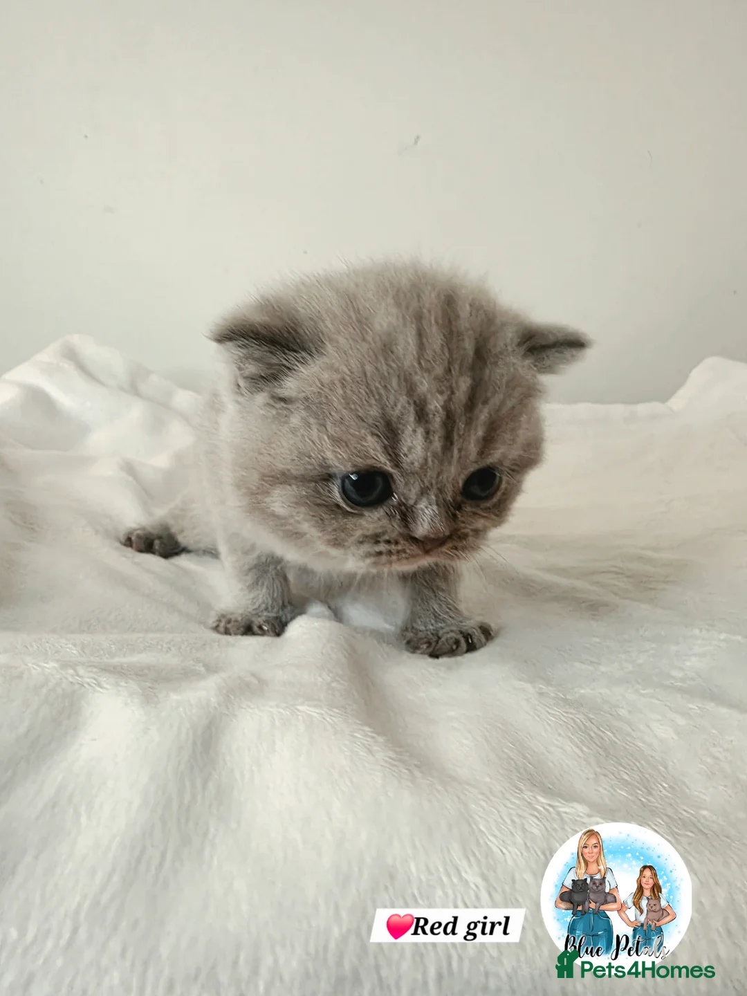British Shorthair cats for sale: 3 Beautiful Lilac British short hair kittens  - Advert 2