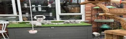 British Shorthair cats for sale: British Shorthair  - Advert 11