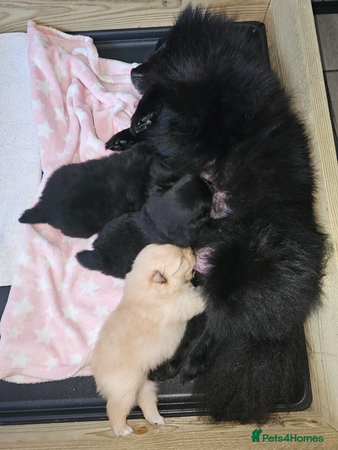 Pomeranian dogs for sale: 3 KC HANDSOME POMERANIAN BOYS - Advert 10