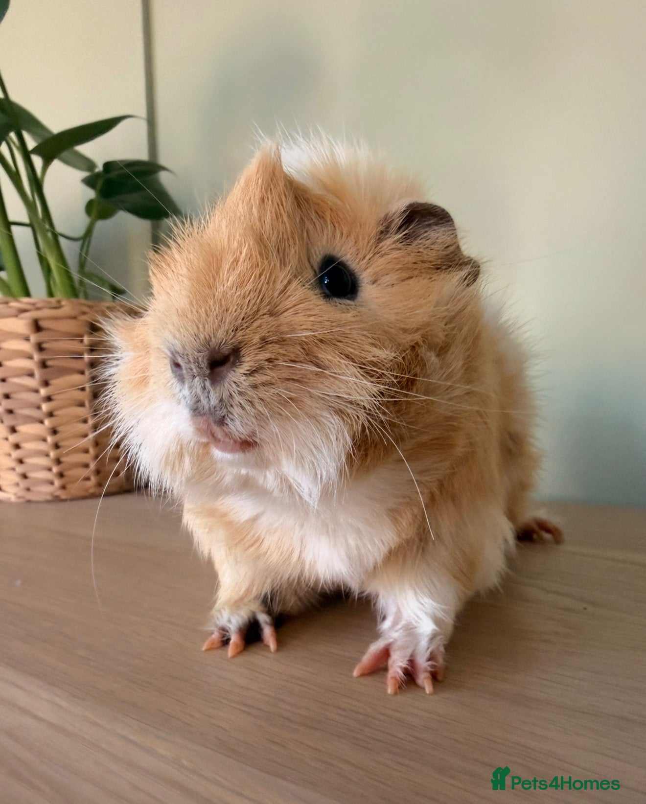 Guinea Pig rodents Boar guinea pig - Advert 11