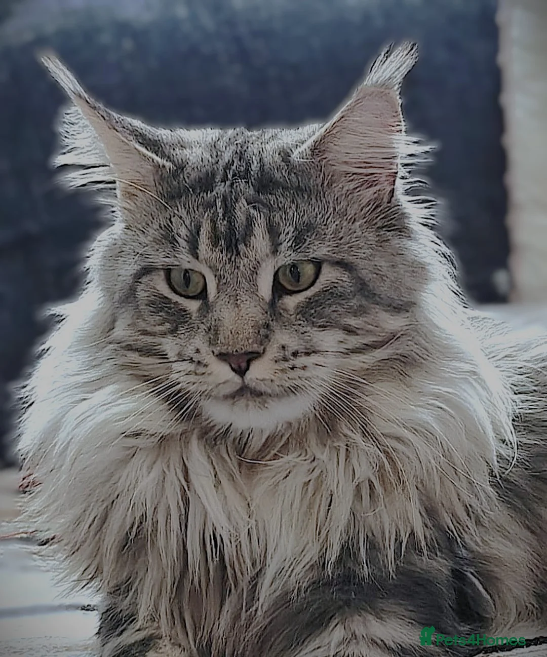 Maine Coon cats for sale: STUNNING 4️⃣ PEDIGREE MAINE COON KITTENS READY ❗❗❗ - Advert 35