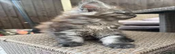 Maine Coon cats for sale: Ready now ⭐️ Maincoon Tica kittens - Advert 3