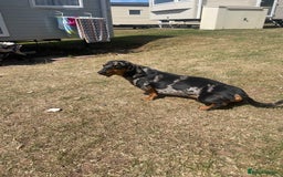 Miniature Dachshund dogs for sale: Dash the dachshund   - Image 5