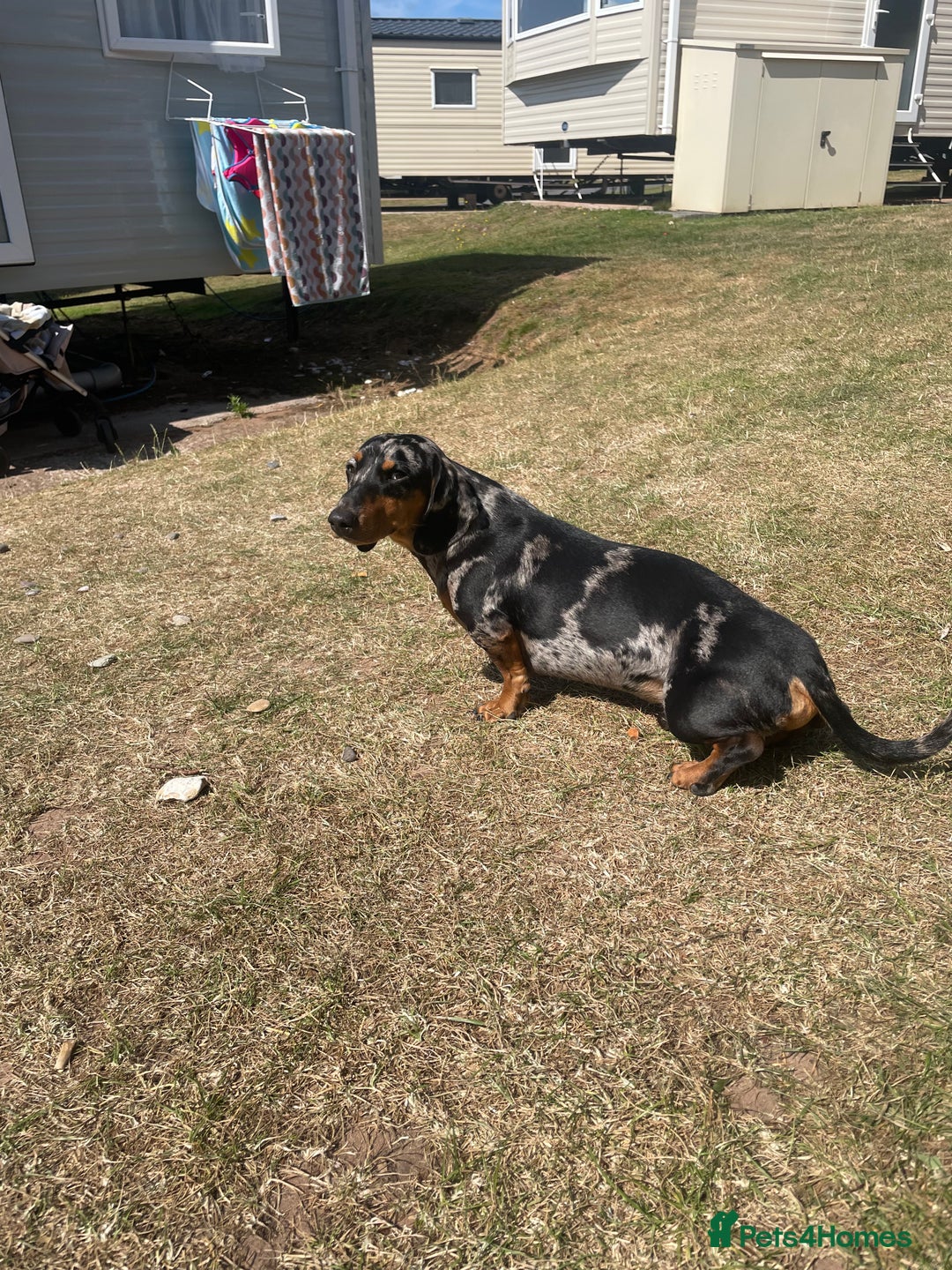 Miniature Dachshund dogs for sale: Dash the dachshund   - Image 5