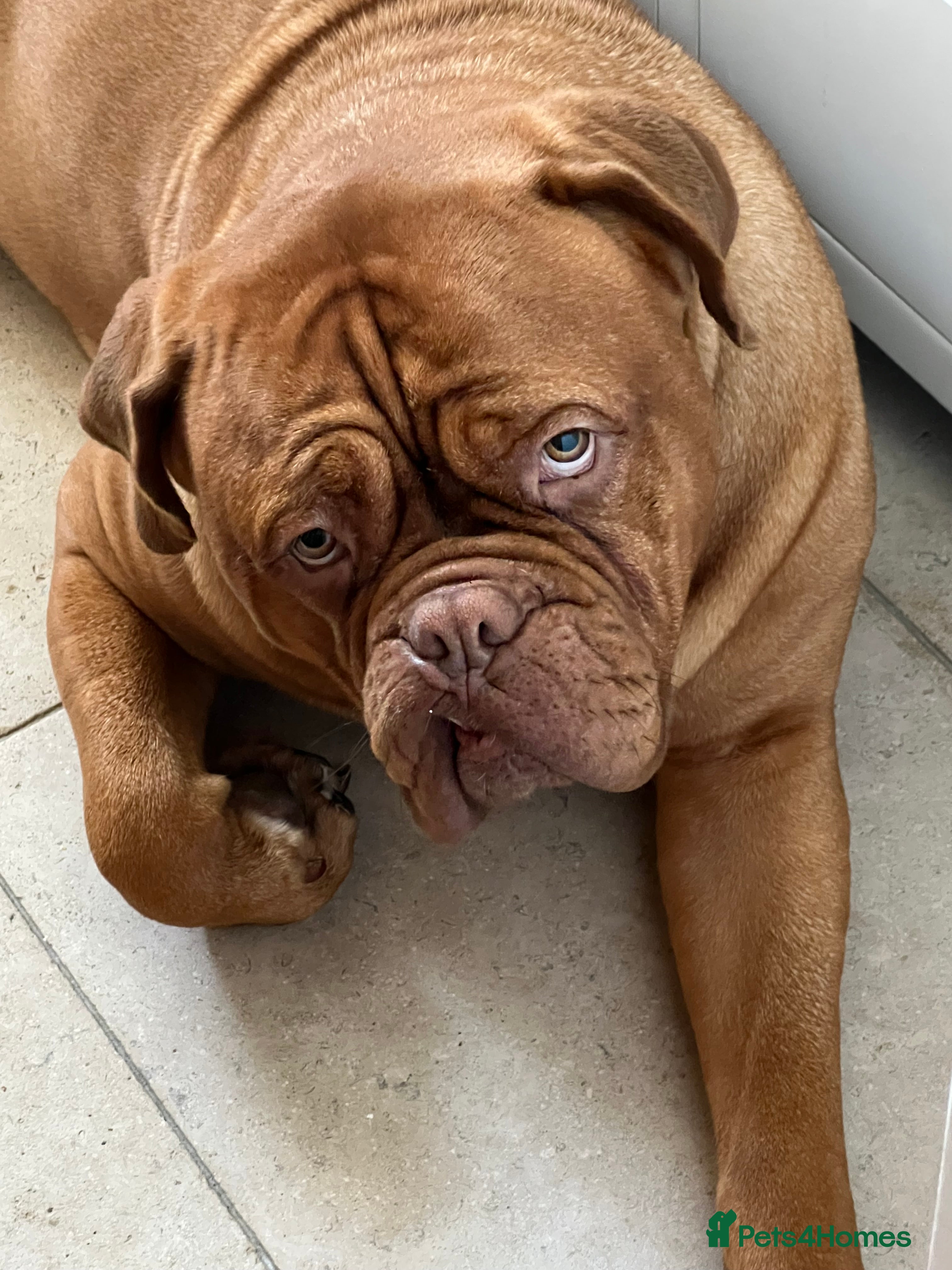 Dogue De Bordeaux dogs Female Dogue du Bordeaux 2 years old - Advert 11