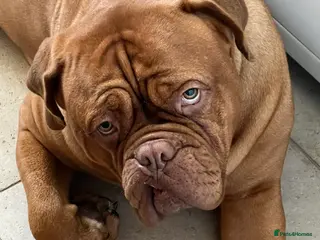 Dogue De Bordeaux dogs Female Dogue du Bordeaux 2 years old - Advert 11