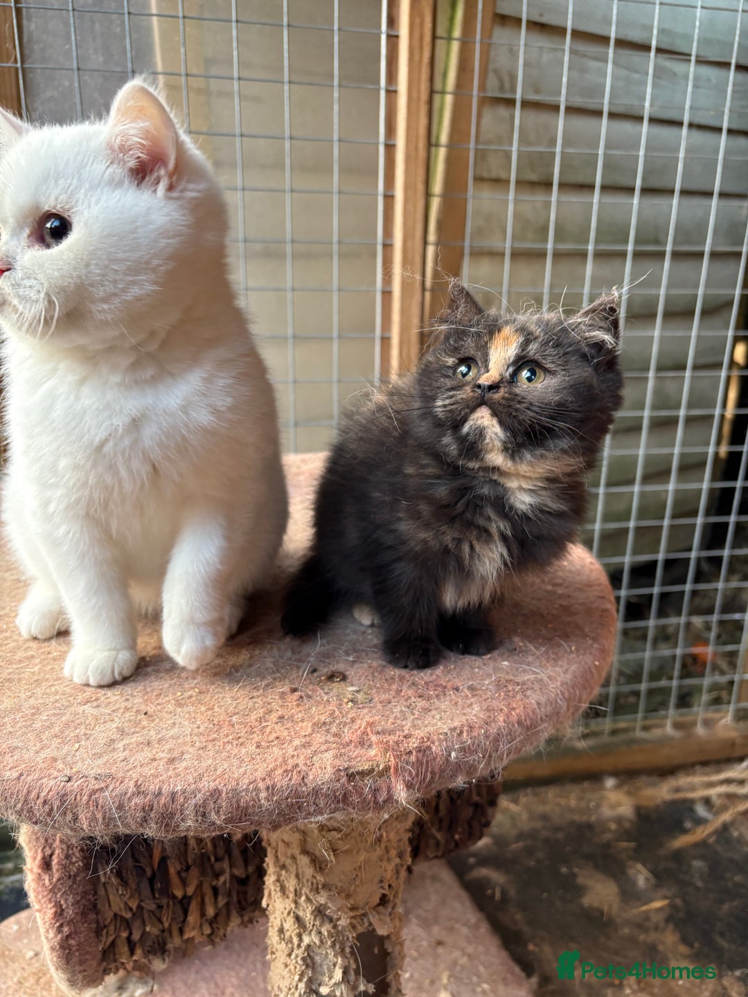 British Shorthair cats for sale: British Shorthair kittens - Image 16