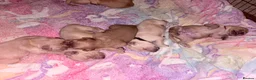 Golden Retriever dogs for sale: Absolutely adorable  golden retriever puppies  in Leighton Buzzard - Advert 2