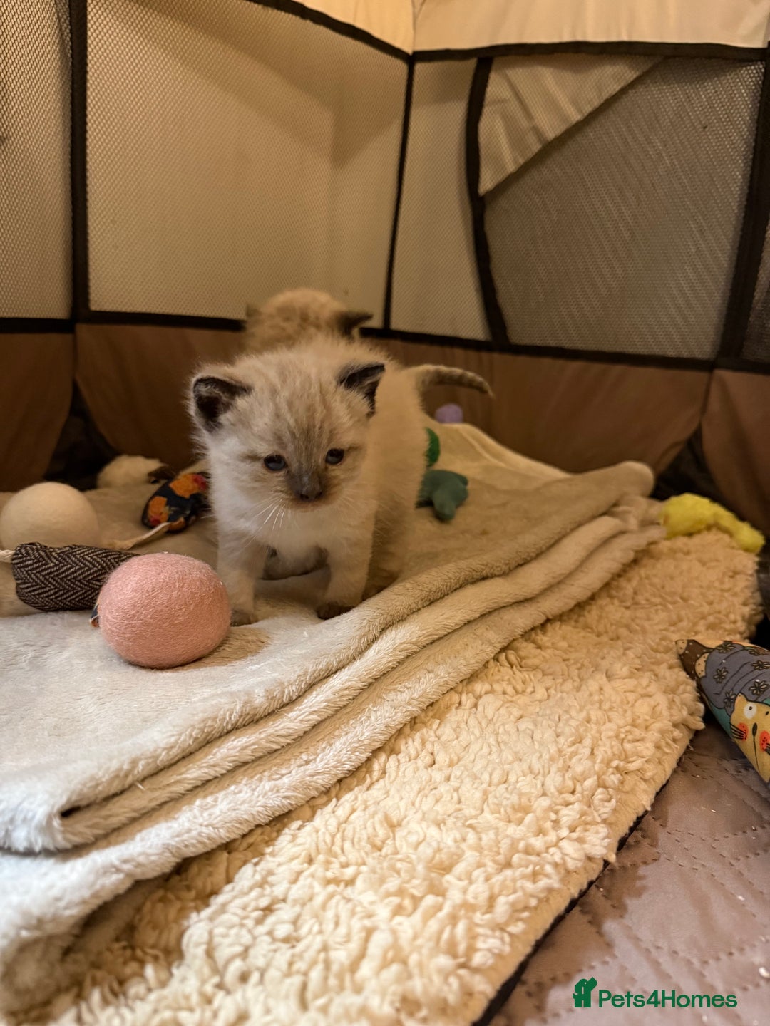 Ragdoll cats for sale: Ragdoll kittens  - Advert 4