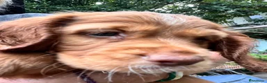 Cocker Spaniel 1