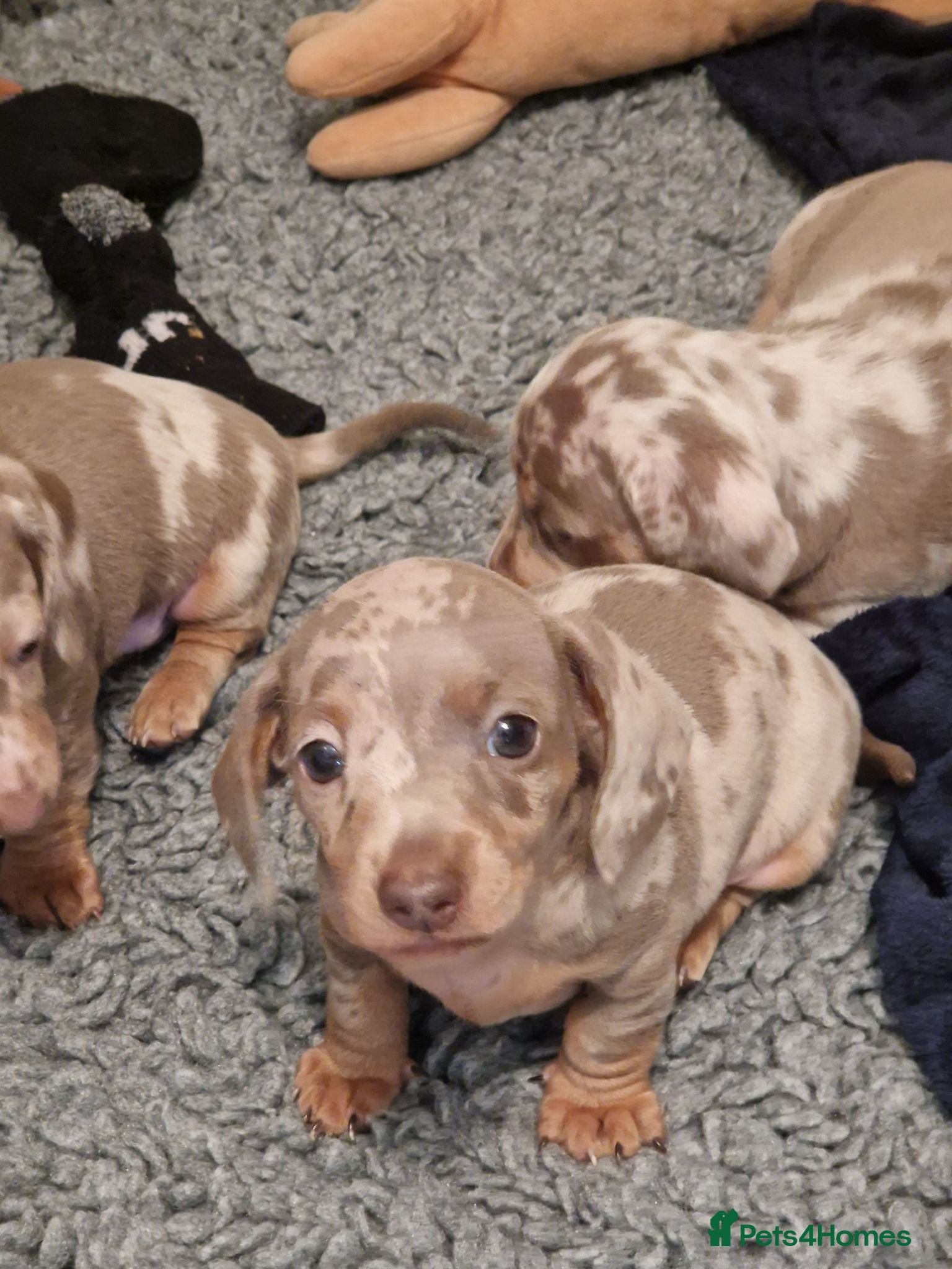 Miniature Dachshund dogs Minature dashound  - Advert 3