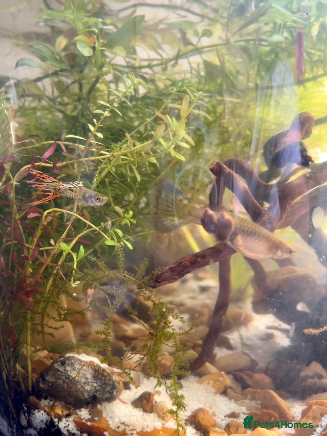 Live Bearers fish for sale: Guppy Fry £0.50  - Image 4