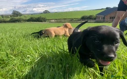 Labrador Retriever dogs for sale: Beautiful KC Reg Lab pups  - Image 30