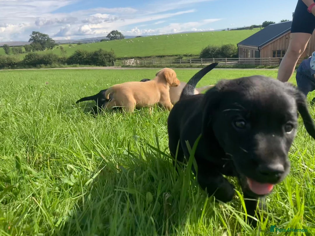 Labrador Retriever dogs for sale: Beautiful KC Reg Lab pups  - Image 30