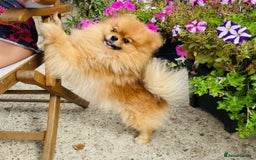 Pomeranian dogs for sale: Lovely Pomeranian puppies  - Image 9