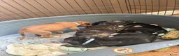 Mixed Breed dogs for sale: Presa Canario × Staffordshire Bull Terrier Puppies in Wrexham - Advert 39