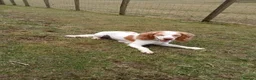 Cocker Spaniel dogs for sale: Beautiful apricot roan cocker spaniel  - Advert 2