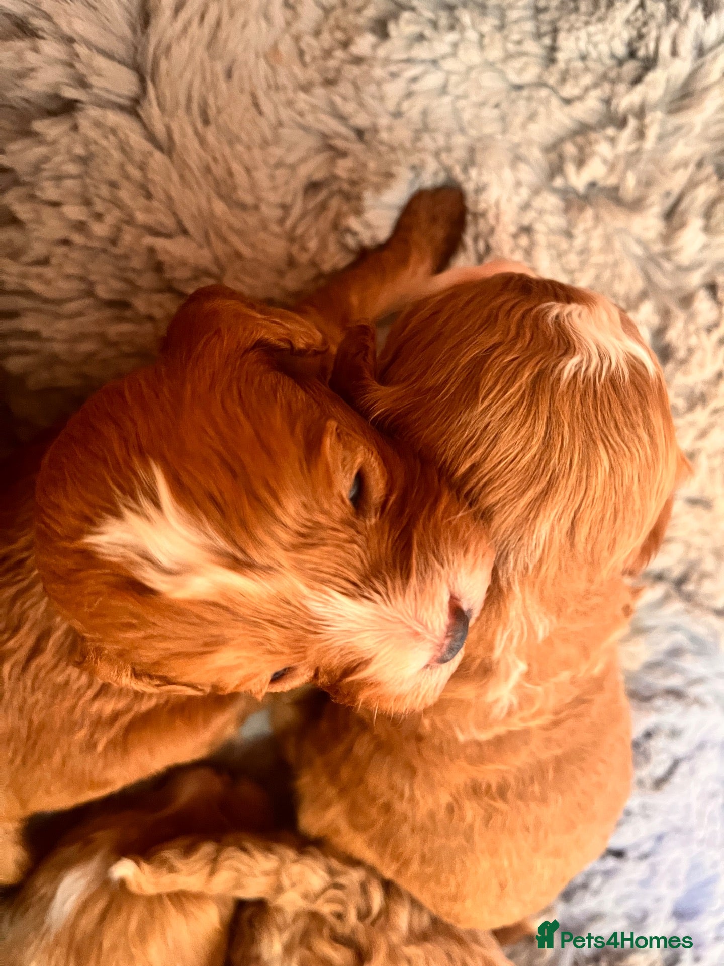 Cavapoo dogs Beautiful f1b cavapoo babies  - Advert 2