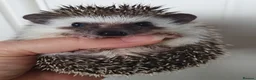 Pygmy Hedgehog rodents for sale: Full pedigree African pygmy hedgehog babies  - Advert 10