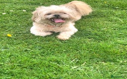 Shih Tzu dogs for sale: Shih tzu imperial male - Image 2