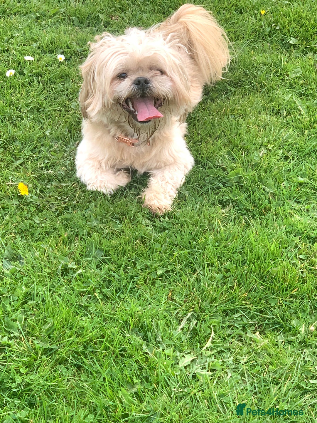 Shih Tzu dogs for sale: Shih tzu imperial male - Image 2