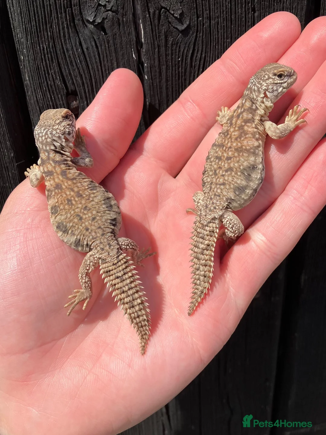 Lizard reptiles for sale: Moroccan Uromastyx babies  - Advert 1