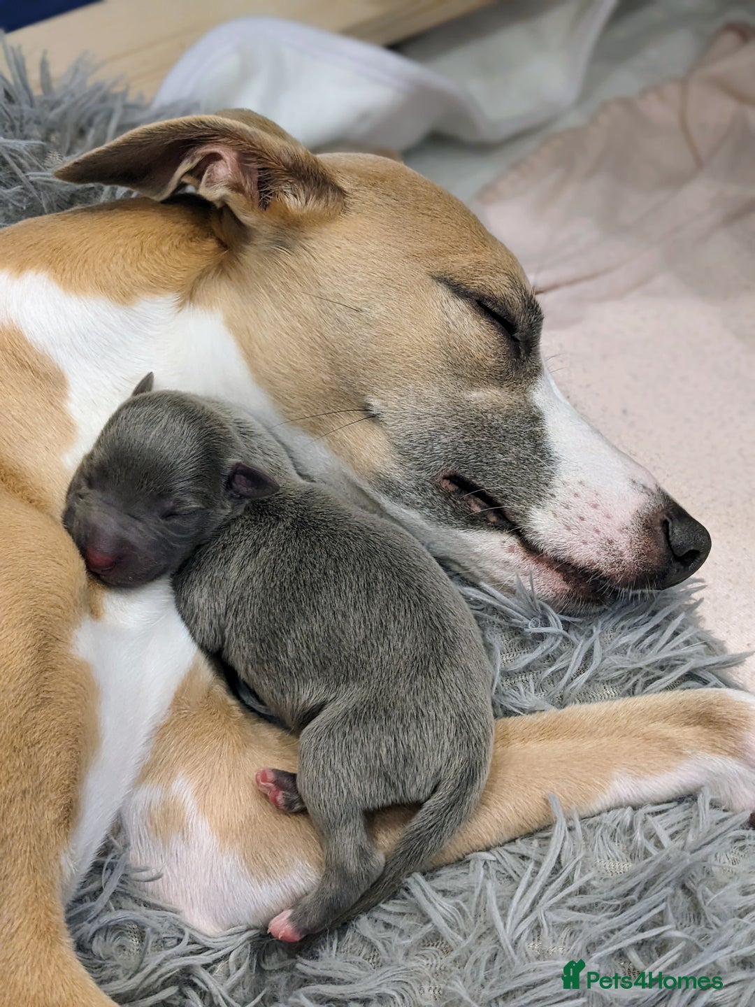 Whippet dogs for sale: Litter of 3 beautiful KC Whippets, Sheffield  - Advert 4