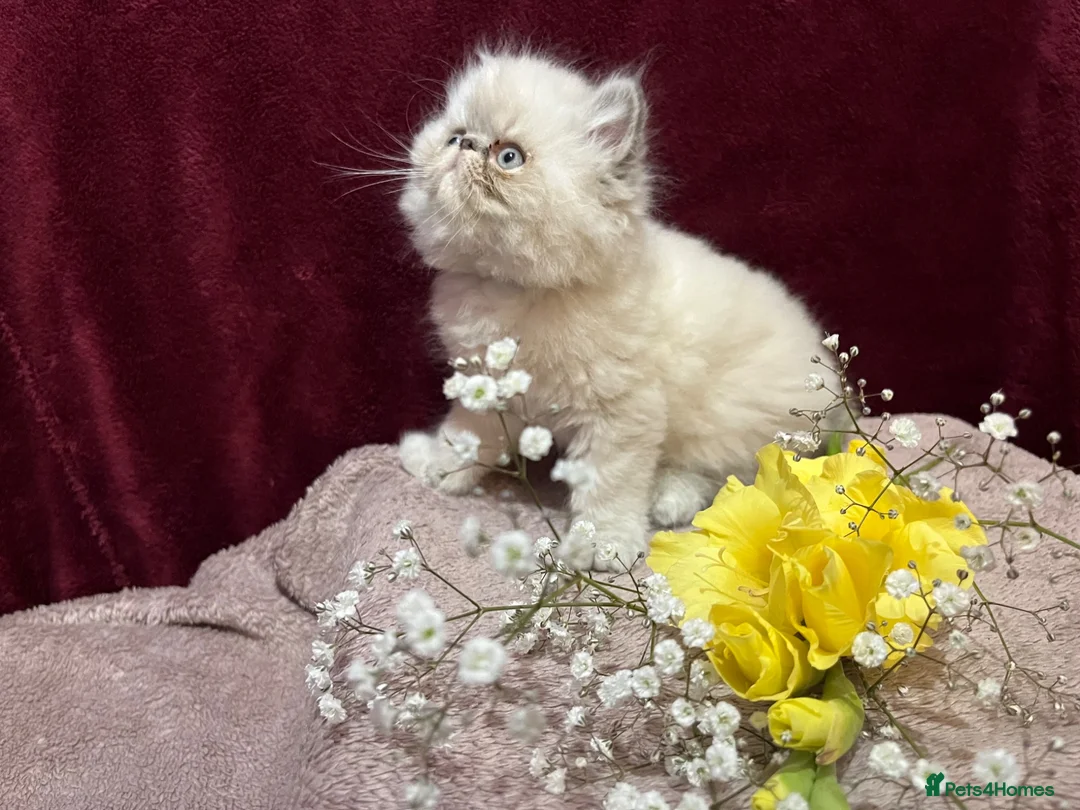 Persian cats for sale: 3 CHEEKY COLOURPOINT PERSIAN BOYS (READY FRI 17TH) - Advert 13