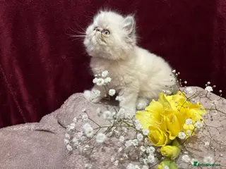 Persian cats READY NOW 3 SUPER FLUFFY PERSIAN KITTENS (BOYS) - Advert 14