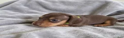 Miniature Dachshund dogs for sale: Miniature Dachshund Puppies - Advert 14