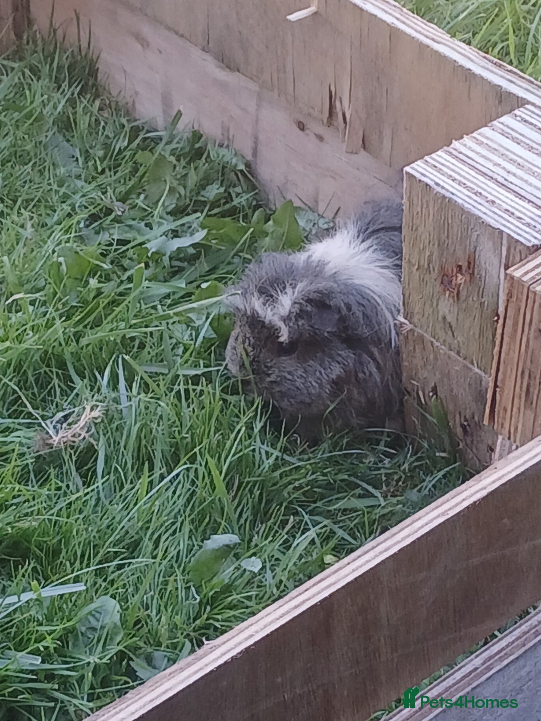 Guinea Pig rodents for sale: Male guinea pig - Image 2