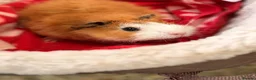 Guinea Pig rodents for sale: BEAUTIFUL BABY GUINEA PIGS, BOYS AND GIRLS - Advert 6