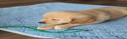 Golden Retriever dogs for sale: Beautiful golden retriever puppies for sale - Advert 6