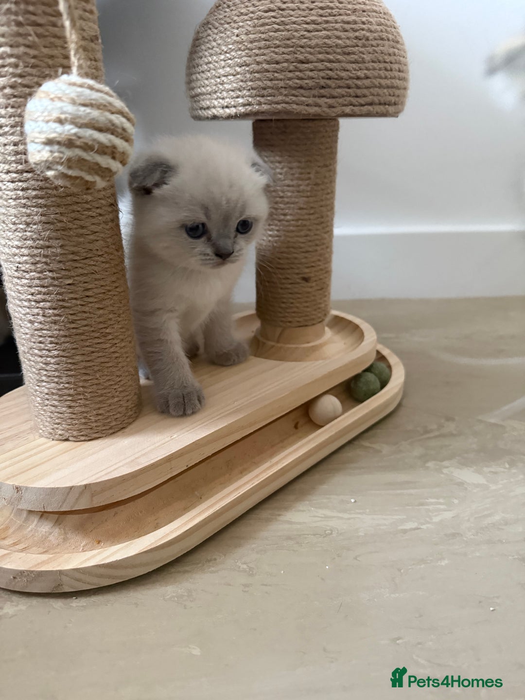 Scottish Fold cats for sale: Scottish Fold Kittens  - Advert 10