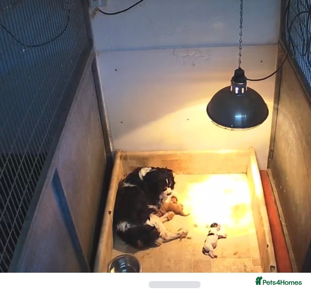 Cavapoo dogs for sale: 2 cheeky Male Cavapoo pups - Advert 10