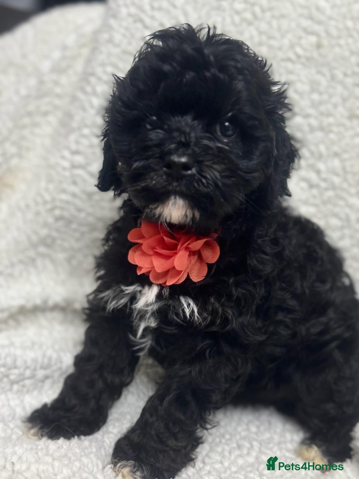Cavapoo dogs F1 cavapoo babies  - Advert 2