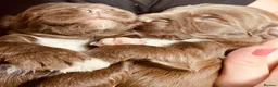 Sprocker dogs for sale: Beautiful sprockers for sale in Ludlow - Advert 5