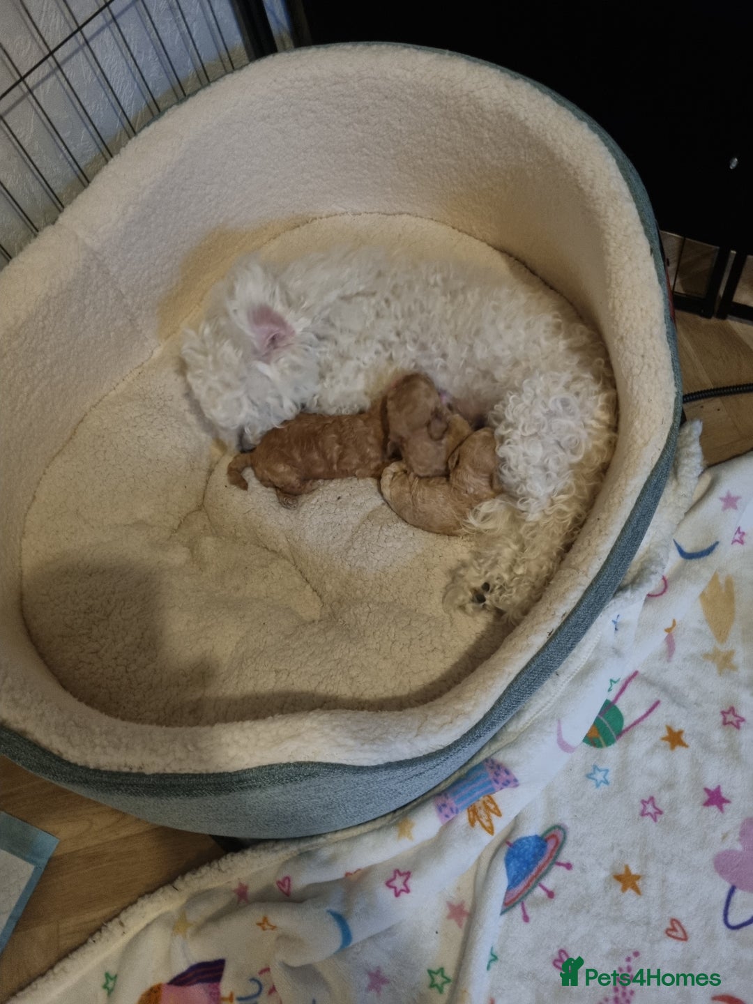 Maltipoo dogs for sale: Maltipoo girl  - Advert 6